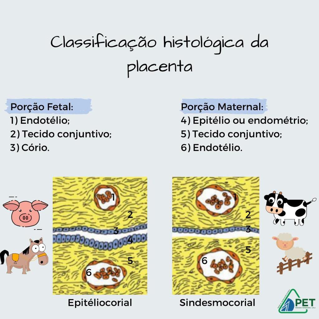classificao placenta 1