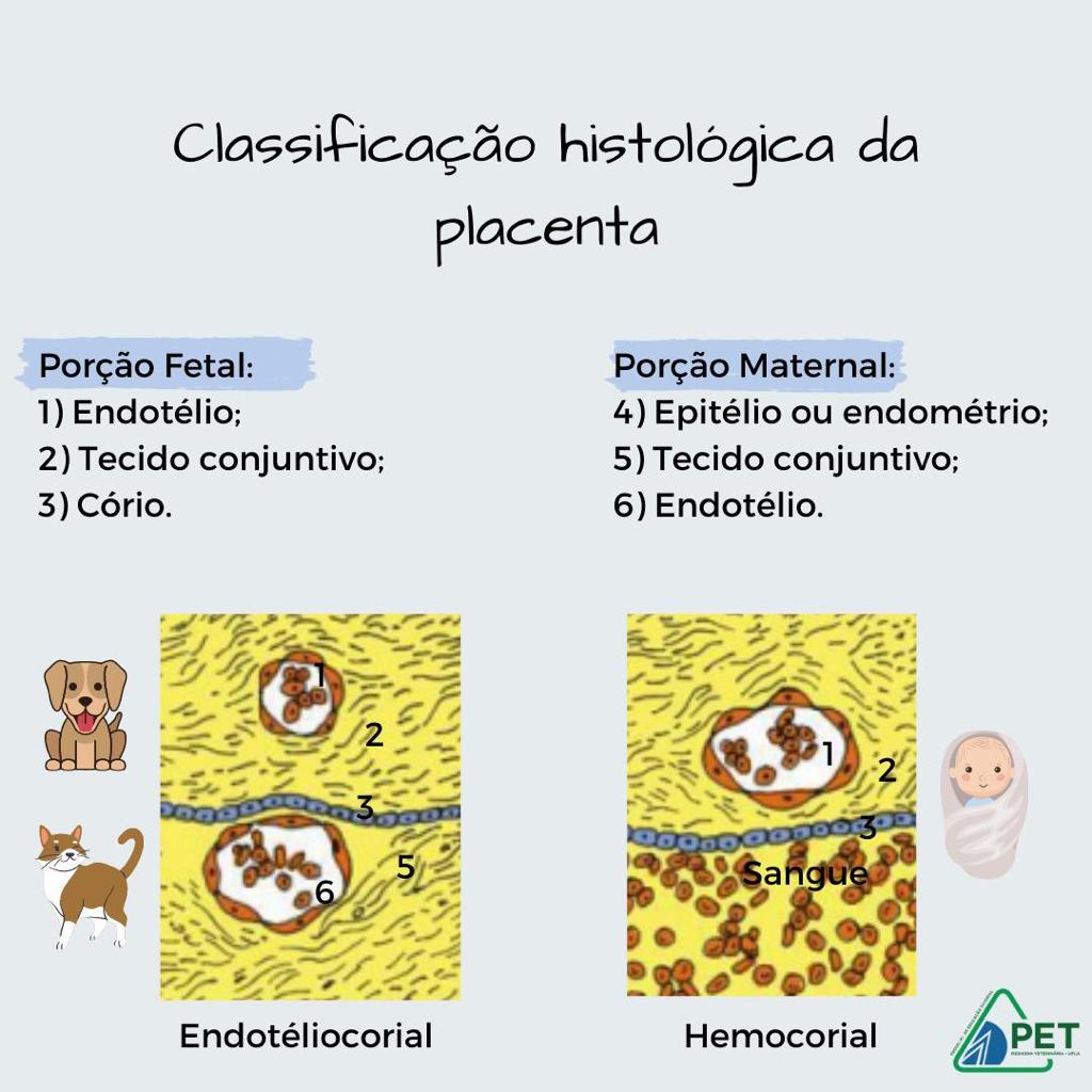 classificao placenta 2