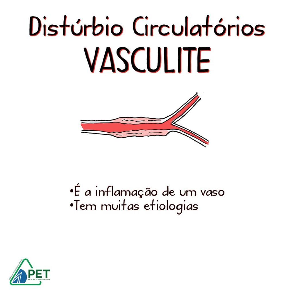 circulatorio 10