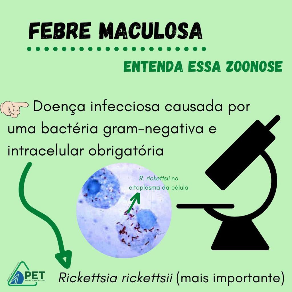 febre maculosa 1