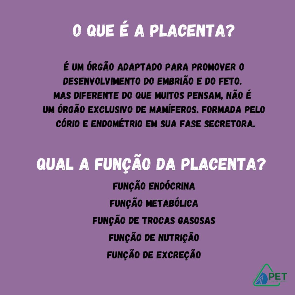 placenta 2