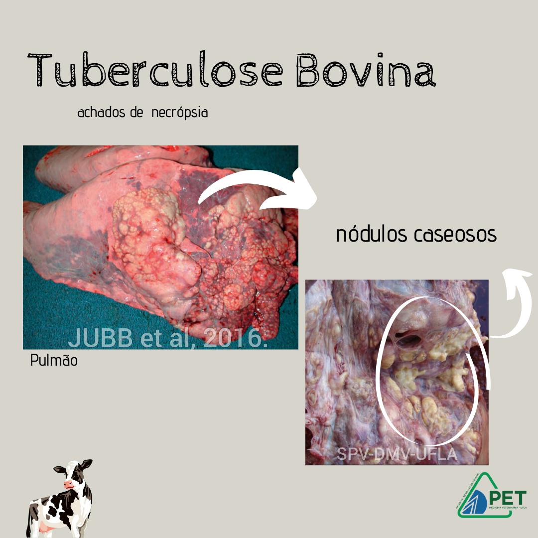 Tuberculose bovina 2